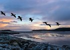 Geese at Dusk - Linda Jackson (Open) C.jpg